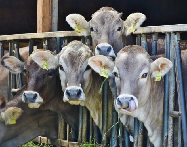 8 Things You Never Knew About Cattle Transportation