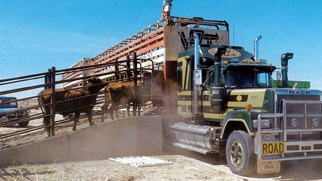 8 Things You Never Knew About Cattle Transportation 