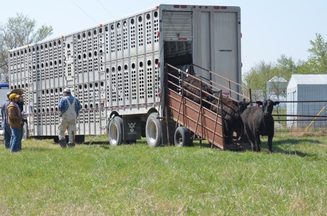 8 Things You Never Knew About Cattle Transportation 