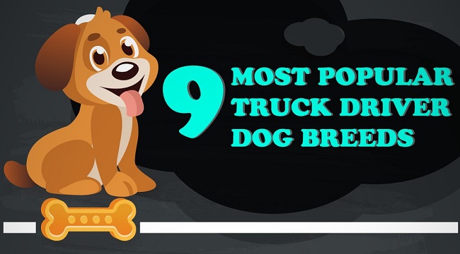 INFOGRAPHIC: 9 Most Popular Truck Driver Dog Breeds