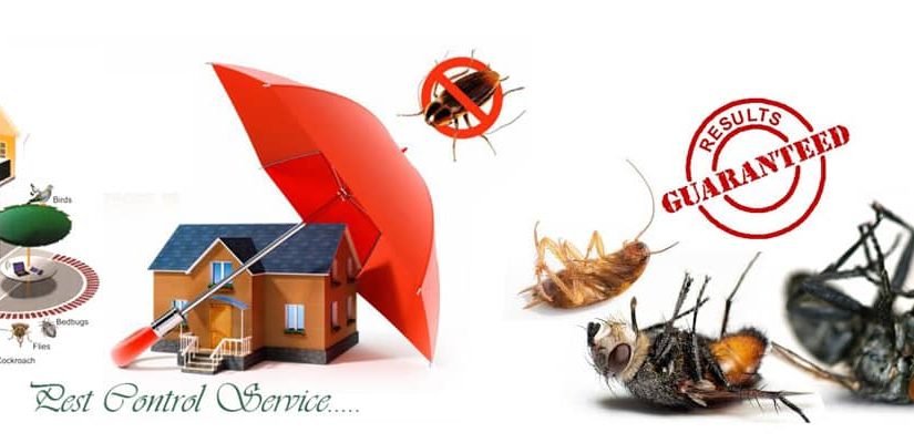 10 Steps To Selecting The Best Pest Control Service