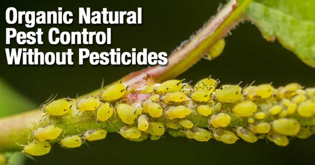 organic natural pest control