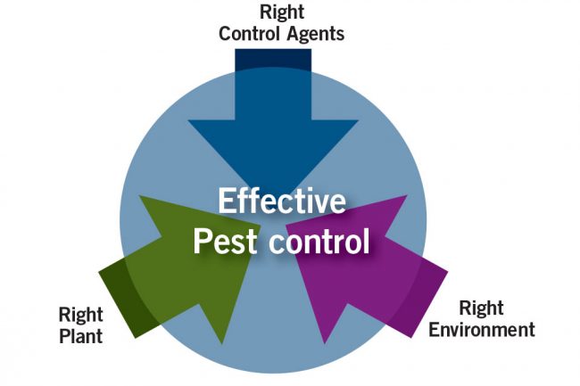 natural pest control is an effective pest control